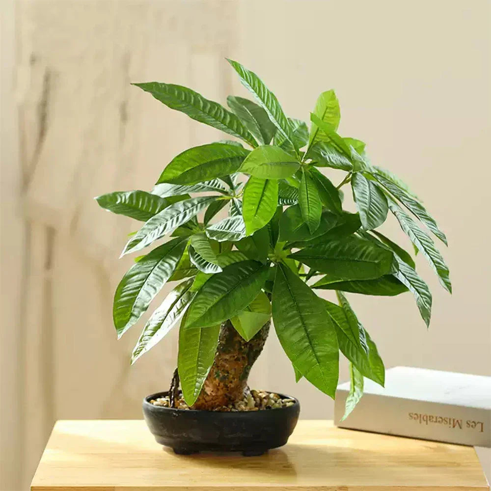 Dlight Decor 43cm Potted Monstera Money Tree for Home and Garden Decor Dlight Decor