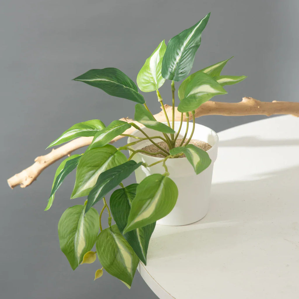 Dlight Decor 25cm Monstera Leaf Vine for Desktop and Holiday Decor Dlight Decor