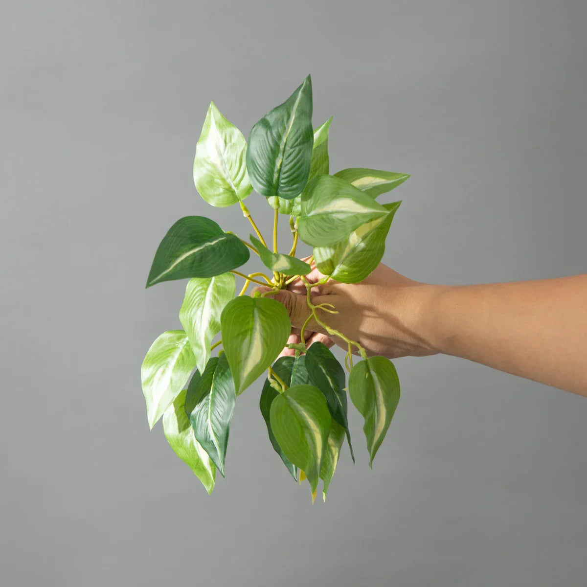 Dlight Decor 25cm Monstera Leaf Vine for Desktop and Holiday Decor Dlight Decor