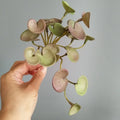 Dlight Decor 15cm Lucky Grass Foliage Bouquet for Home and Bonsai Decor Dlight Decor