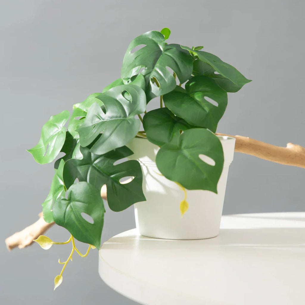 Dlight Decor 25cm Monstera Leaf Vine for Desktop and Holiday Decor Dlight Decor